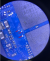 Nokia C2 TA-1204  TA-1233 ISP Pinouts1.png