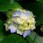 MANISH 8541