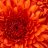 hitesh0334