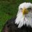 dinamiceagle