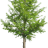 MoneyTree123