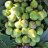 boudour01