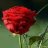 Dileep12