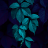 mintmango
