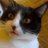 gattos