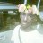 DG FILS
