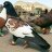 pigeon lovers